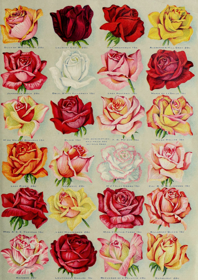 a vintage image showing 24 different varieties of rose. each rose is a link to a different participant's valentine.